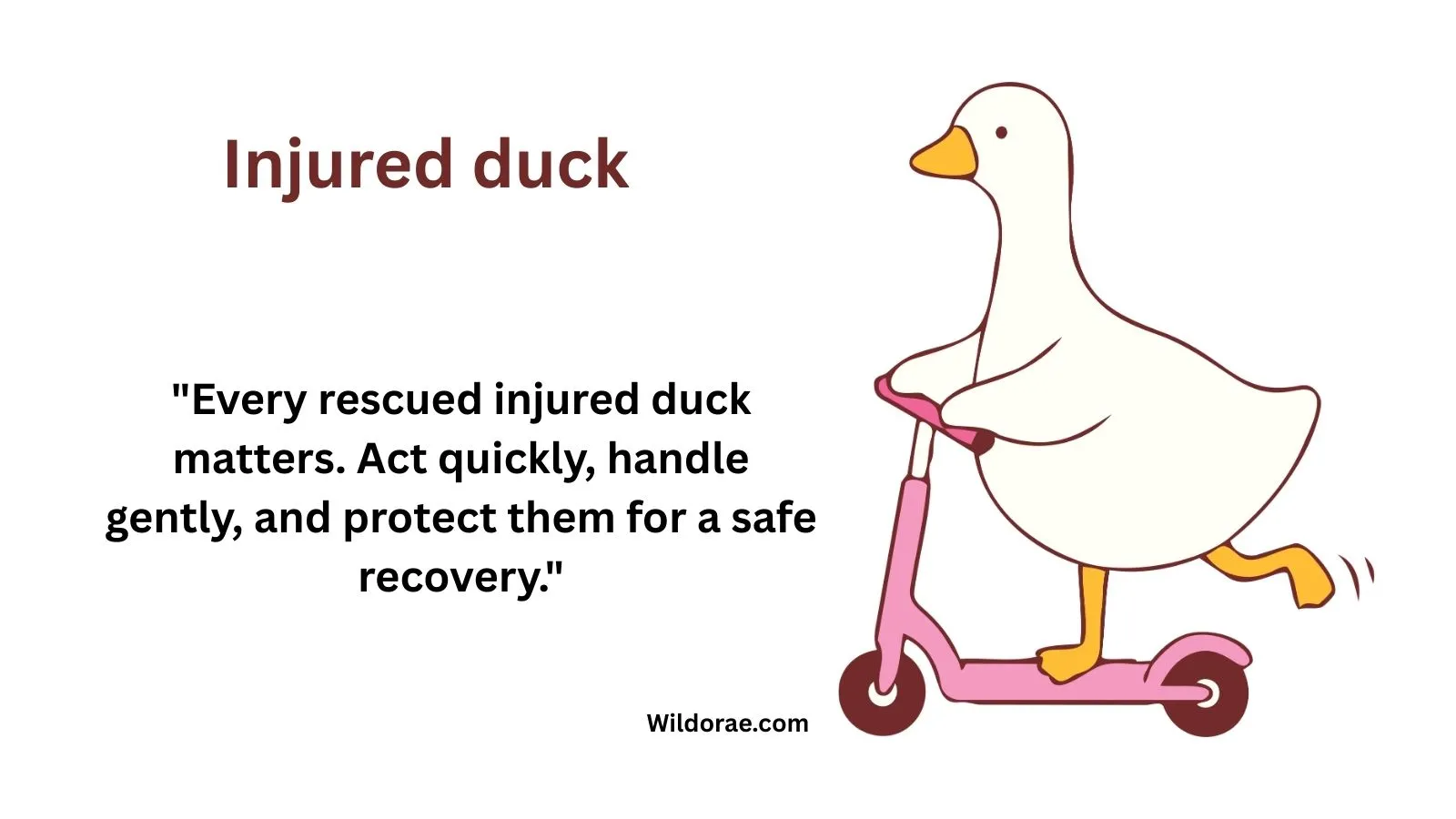 injured-duck
