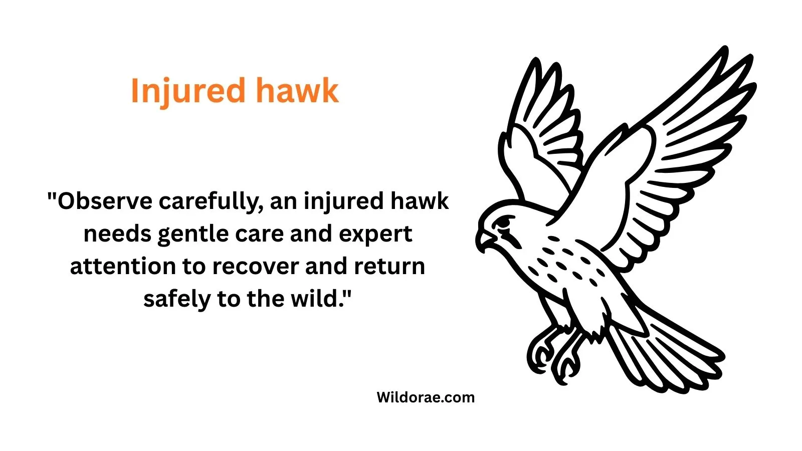 injured-hawk