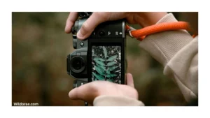 sony-camera-for-wildlife-photography