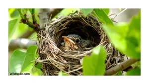 the-nest-wild-animal-rescue