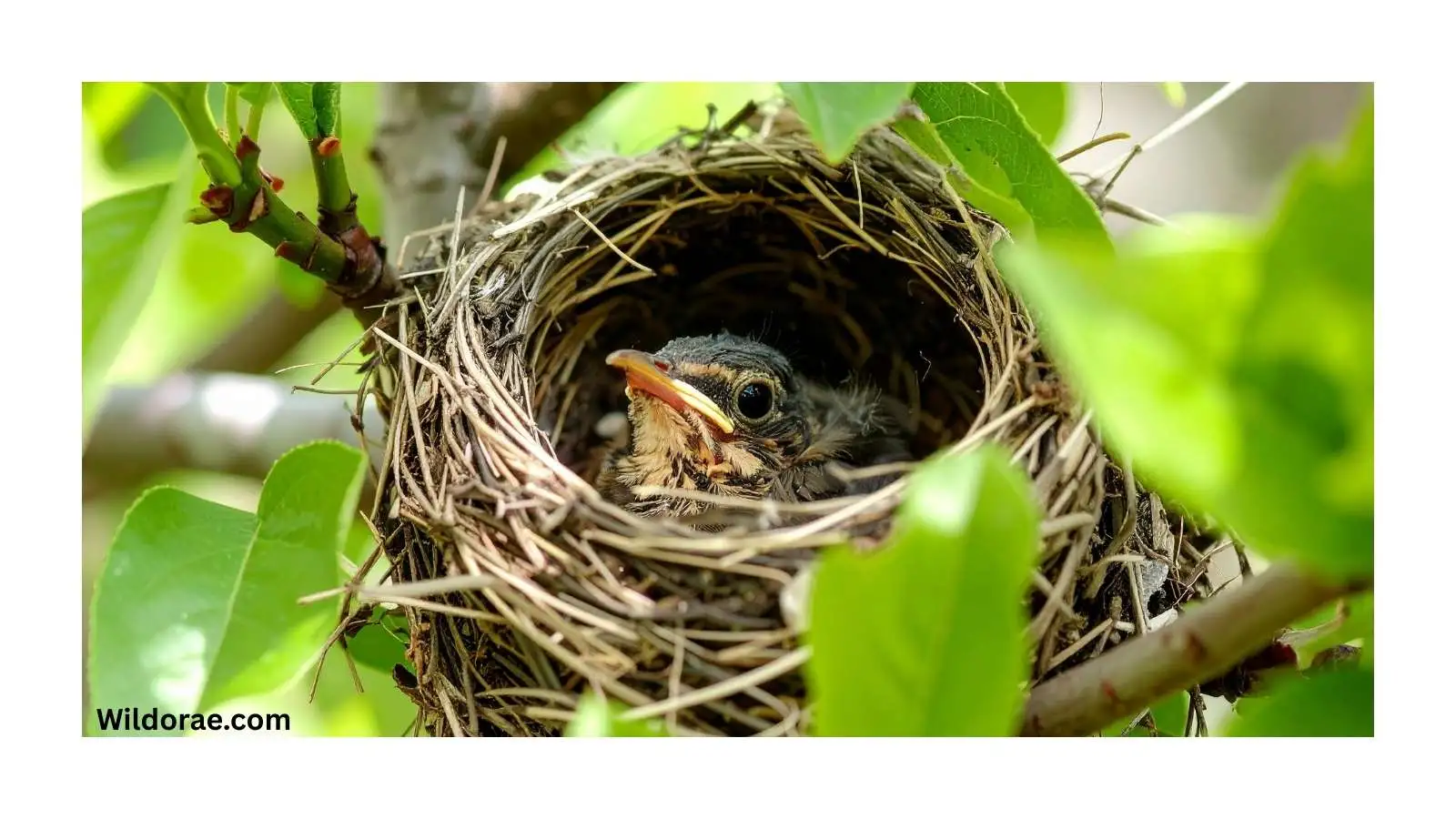 the-nest-wild-animal-rescue