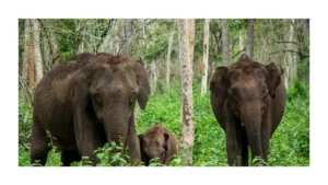 wilderness-wildlife-center-bulger-pa