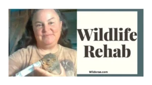 wildlife-rehabilitator-oklahoma