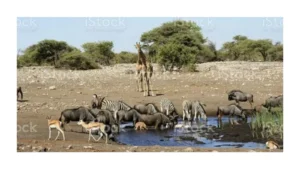 aquatic-animals-in-africa