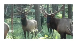 pacific-northwest-wildlife