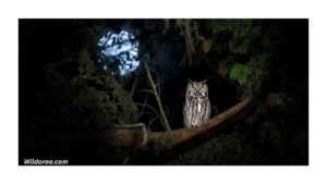 nocturnal-animals-in-the-wild