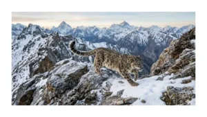 snow-leopard-live