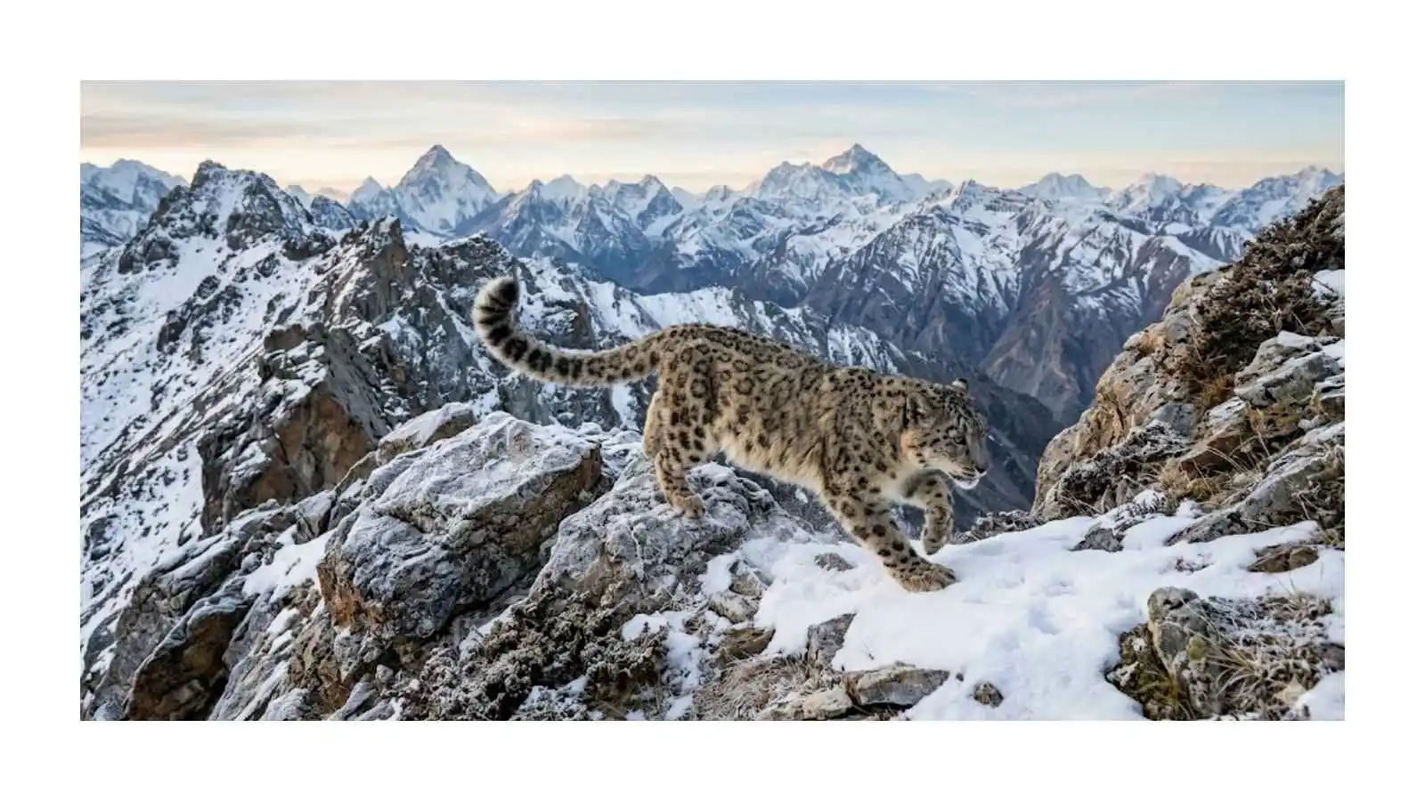 snow-leopard-live