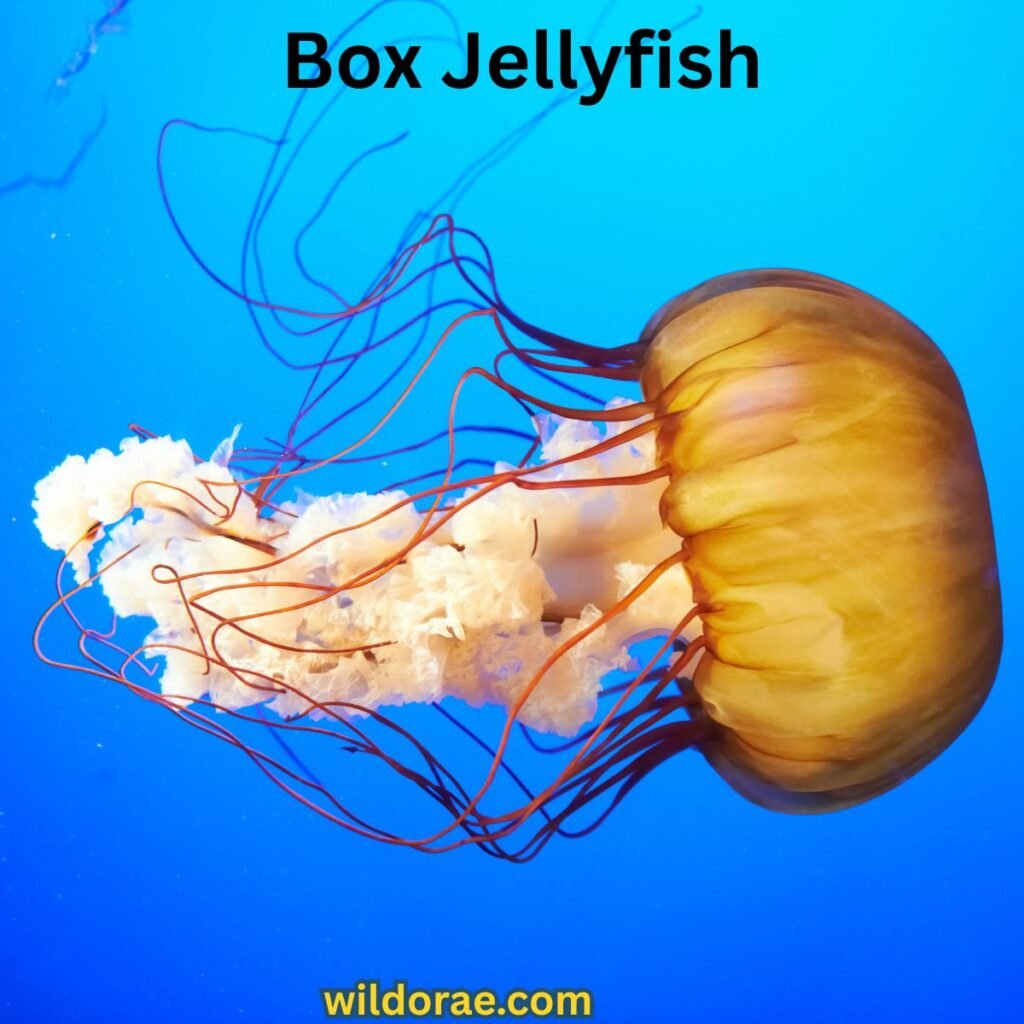 box-jellyfish