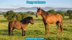 pony-vs-horse