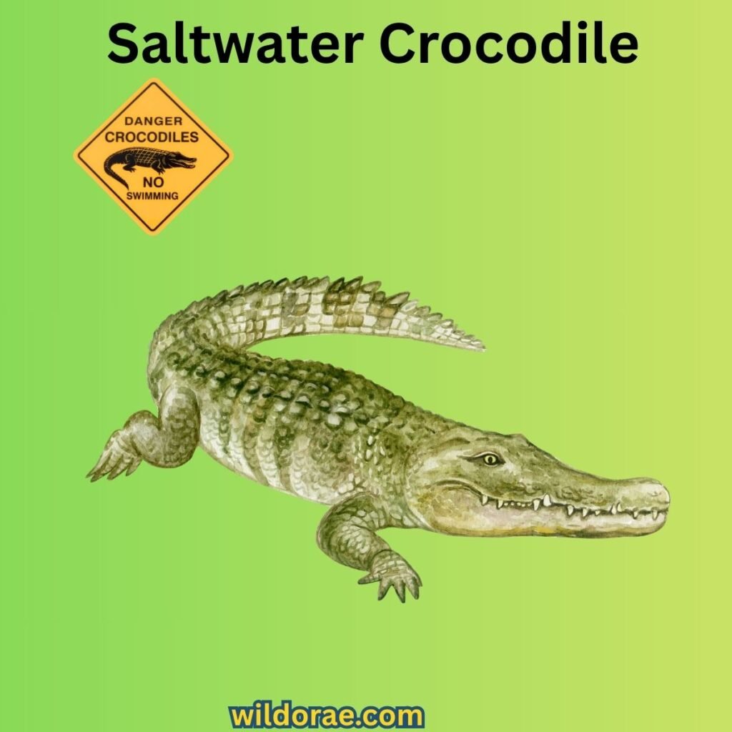 saltwater-crocodile